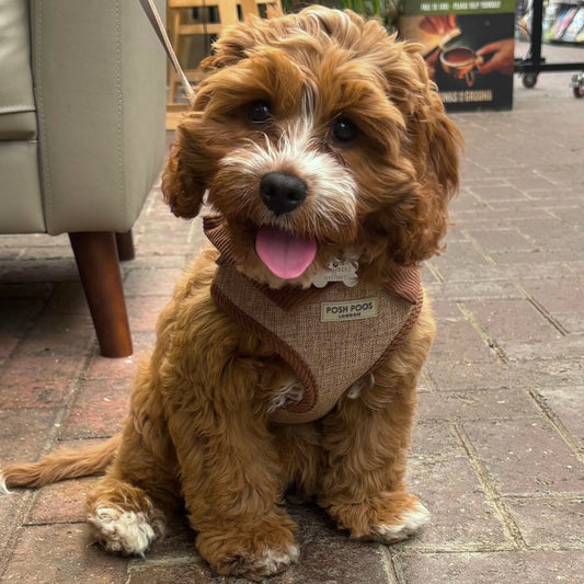 Marlow Linen Puppy Harness - Chestnut