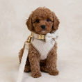 Load image into Gallery viewer, Boucle First Walk Set - Harness, Collar, Lead and Bow Tie
