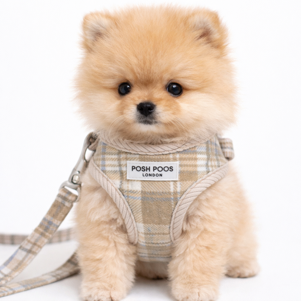 Small Pomeranian puppy dog wearing a plaid harness with 'POSH POOS LONDON' label on a white background