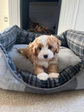 Load image into Gallery viewer, Scruffs Highland Box Bed 75x60cm - Posh Poos
