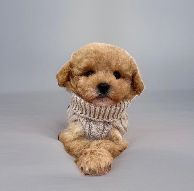 Tiny Puppy Jumper,  BACK IN STOCK - Posh Poos