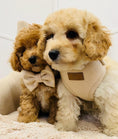 Load image into Gallery viewer, Heritage Tweed Posh Poos Puppy Small Dog Harness Set - Posh Poos
