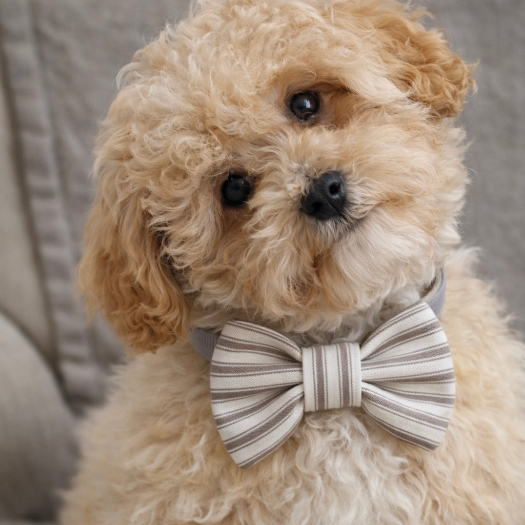 Heritage Stripe Doggy Bowtie - Taupe