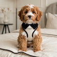 Load image into Gallery viewer, Belgravia Monochrome Puppy Harness – Ivory
