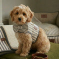 Load image into Gallery viewer, Dog wearing a striped bow tie and harness on a sofa
