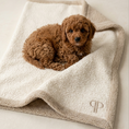 Load image into Gallery viewer, Red Cavapoo puppy lying on a cream boucle blanket with a beige fleece trim and posh poos monogram logo on a ivory studio background 
