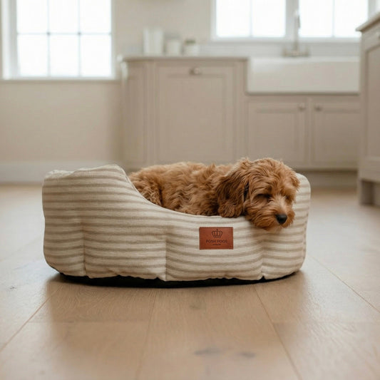 Cavapoochon  puppy lying in a striped pet dog bed with a posh poos logo in a room with wooden flooring and light-colored cabinets.