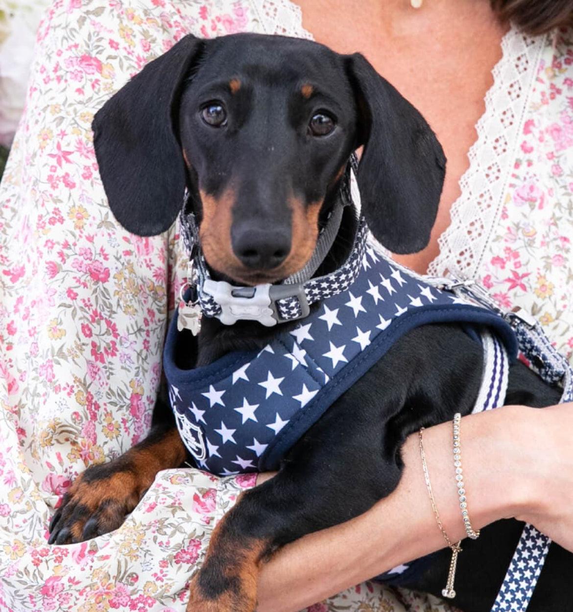XS Puppy Harness, Lead, Collar Set - Navy Stars - Posh Poos