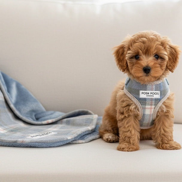 Posh Poos Puppy Harness Set – Grey/Blue Plaid (XXS/XS)