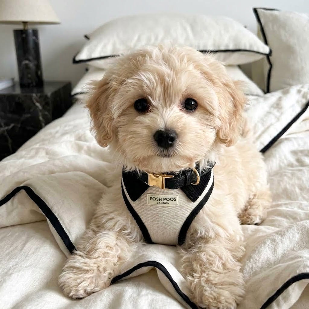 Belgravia Monochrome 3 Piece First Walk Set - Harness, Collar & Lead