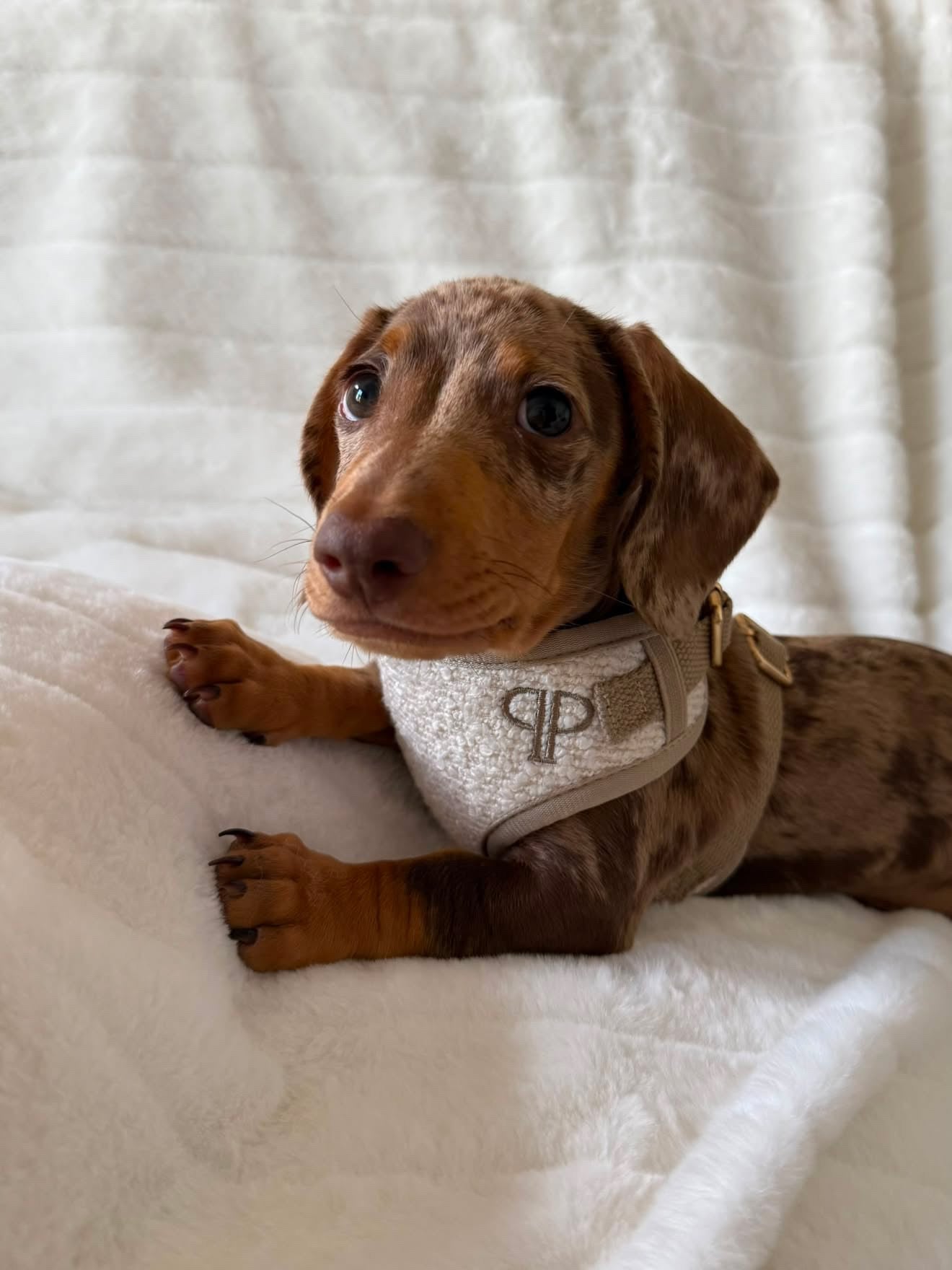 Boucle Puppy Harness - Cream