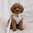 Load image into Gallery viewer, Boucle Puppy Collar - Cream
