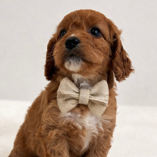 Highland Tweed Doggy Bowtie - Natural