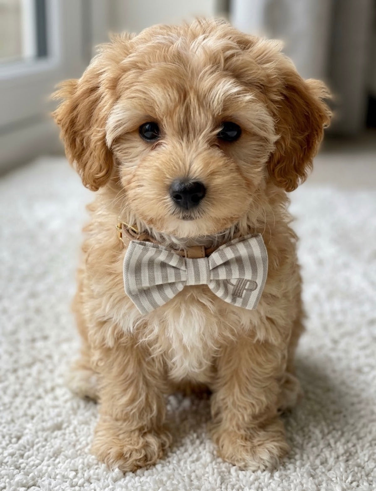Heritage Stripe Doggy Bowtie - Taupe