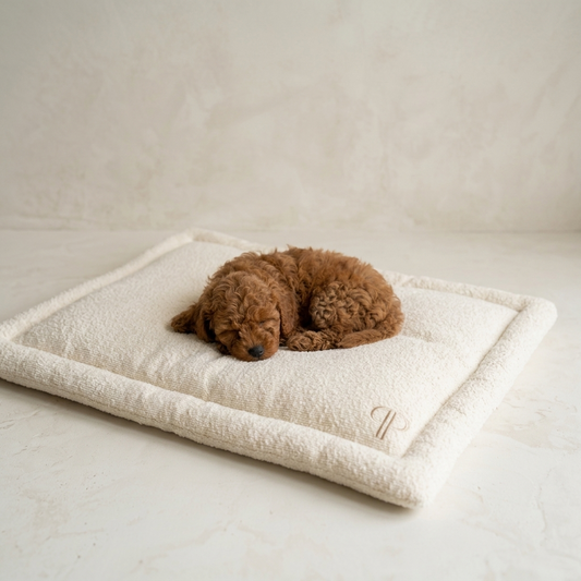 Red Cavapoo puppy lying sleeping on a cream Boucle dog crate mattress bed in a ivory limewash studio setting 