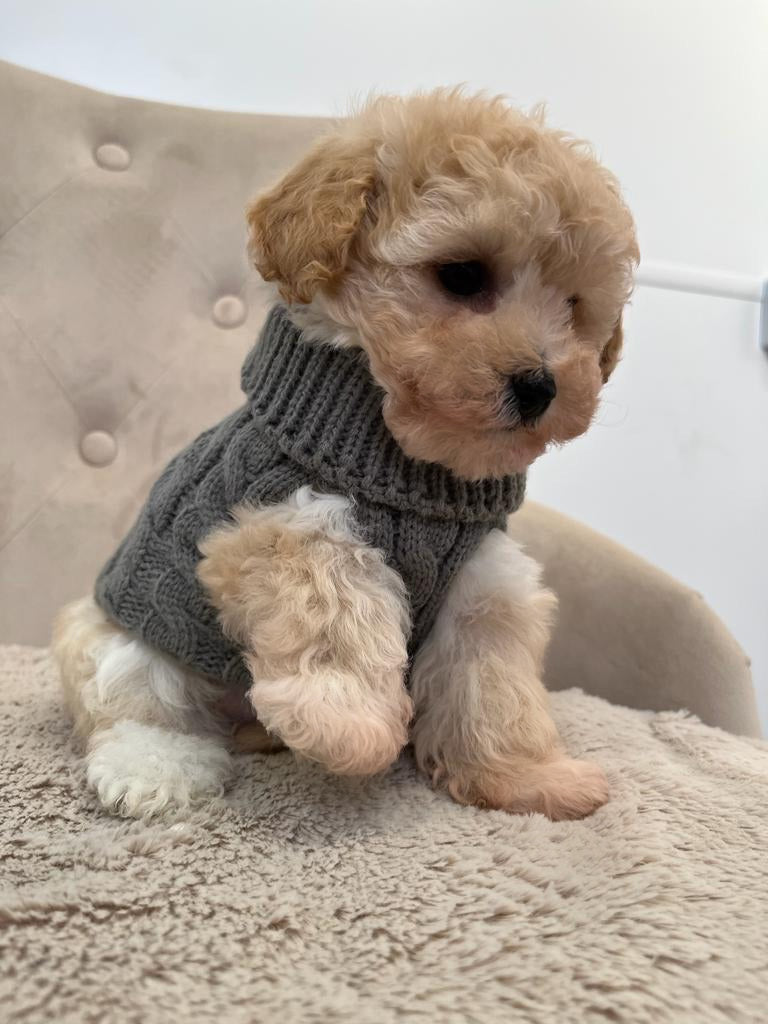 Tiny Puppy Jumper,  BACK IN STOCK
