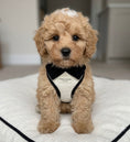 Load image into Gallery viewer, Belgravia Monochrome Puppy Harness – Ivory
