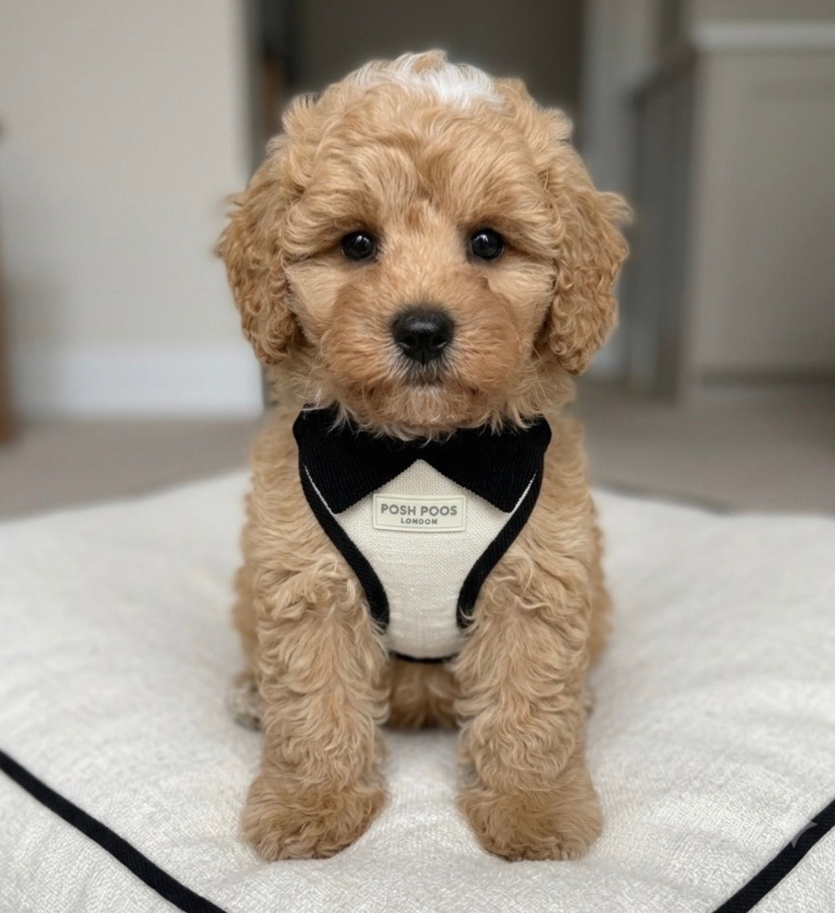 Belgravia Monochrome Puppy Harness – Ivory