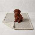 Load image into Gallery viewer, deep red cavapoo puppy sitting on a boucle blanket in a studio setting 
