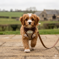 Load image into Gallery viewer, Marlow Linen Puppy Harness - Chestnut
