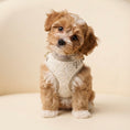 Load image into Gallery viewer, Boucle Puppy Harness - Cream
