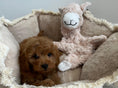 Load image into Gallery viewer, Lama Soft Dog Toy 40cm - Posh Poos
