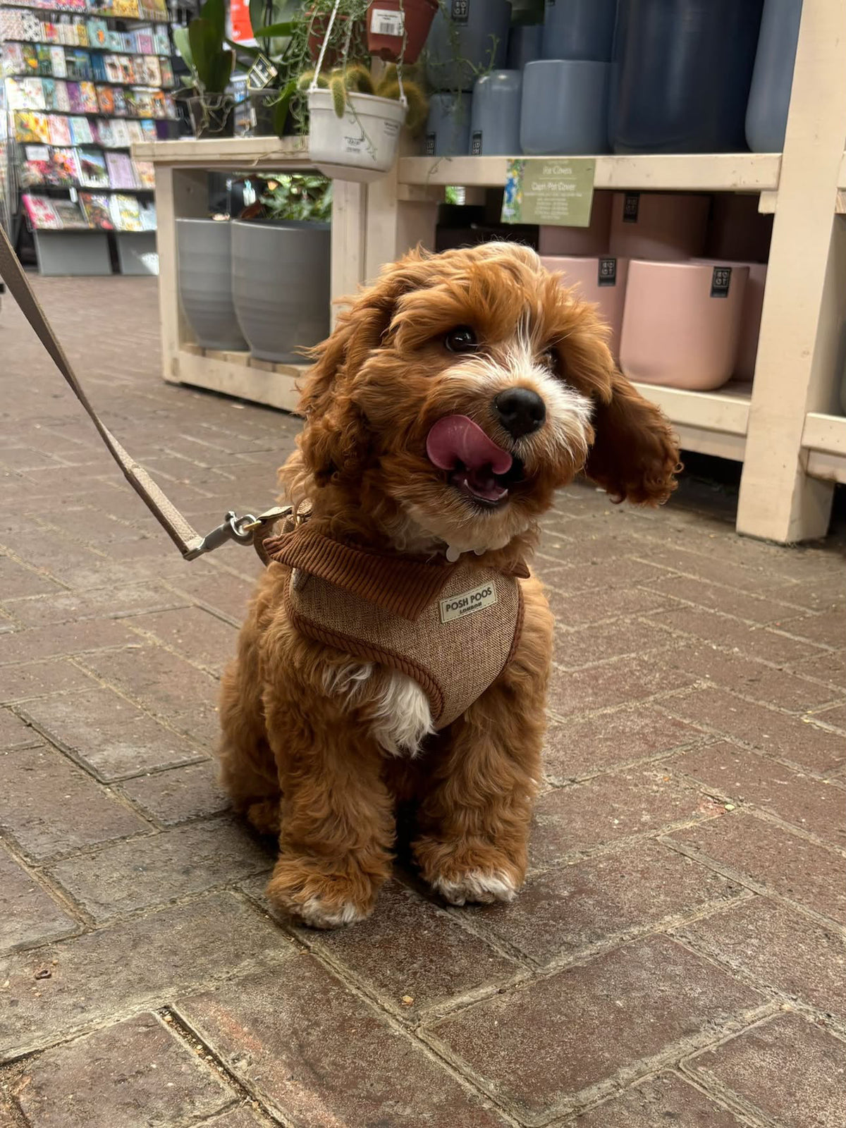 Marlow Linen Puppy Harness - Chestnut