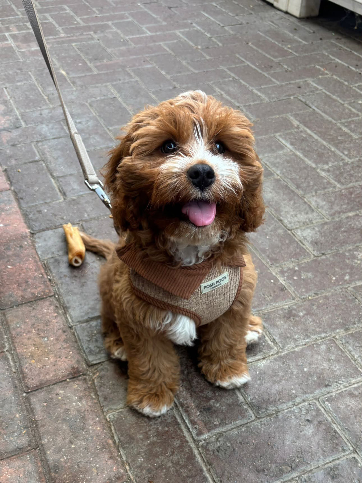 Marlow Linen Puppy Harness - Chestnut