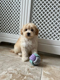Load image into Gallery viewer, Puppy Knot Rope Ball For Tiny Pups - Posh Poos
