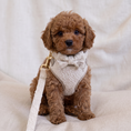 Load image into Gallery viewer, Boucle First Walk Set - Harness, Collar, Lead and Bow Tie
