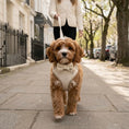 Load image into Gallery viewer, Boucle Puppy Harness - Cream
