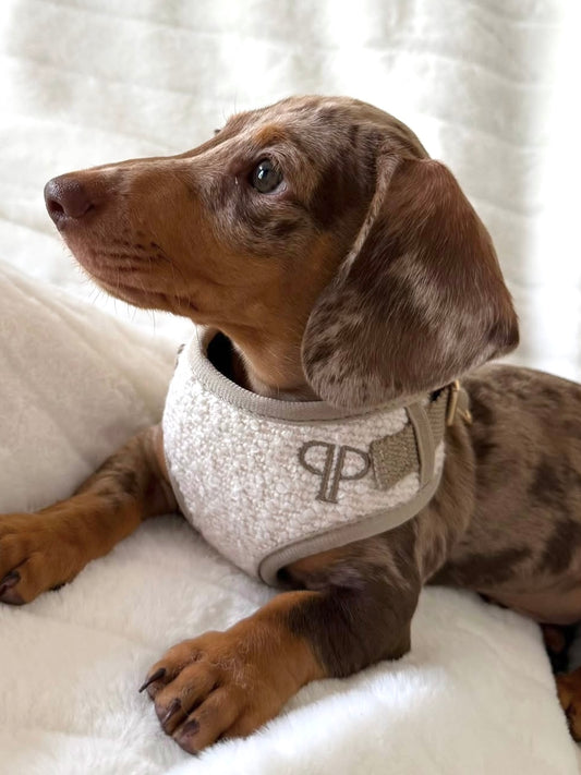 Boucle Puppy Harness - Cream