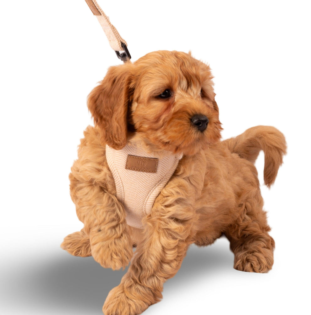 Heritage Tweed Posh Poos Puppy Small Dog Harness Set - Posh Poos