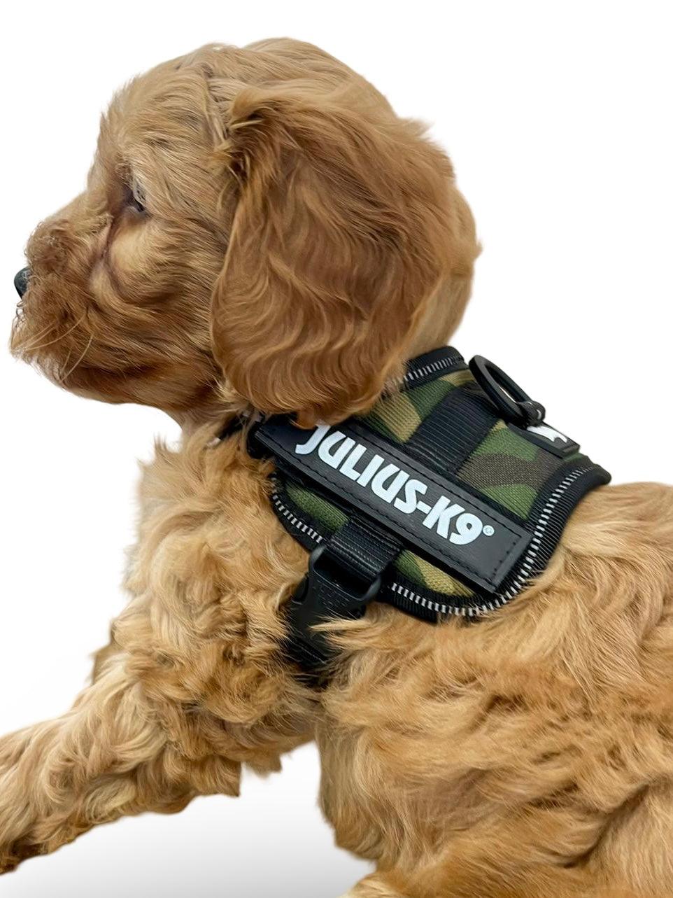 Julius-K9® Powerharness Baby 1–Mini 3XS TINY PUPPY SIZE - Posh Poos