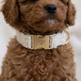 Load image into Gallery viewer, Boucle Puppy Collar - Cream

