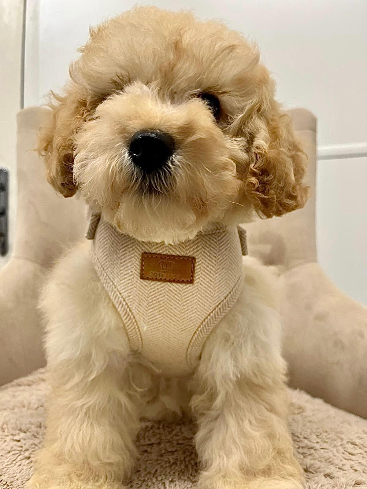 Heritage Tweed Posh Poos Puppy Small Dog Harness Set - Posh Poos