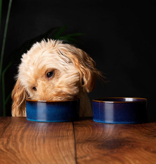 Scruffs Reactive Glaze Dog Bowl Set Navy Blue - Posh Poos