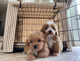 Load image into Gallery viewer, Posh Poos Dog Crate Cage Cover In Taupe Heritage Stripe - Posh Poos
