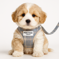 Load image into Gallery viewer, Cream and Apricot Maltipoo puppy wearing a plaid harness with 'POSH POOS LONDON' label on a white background
