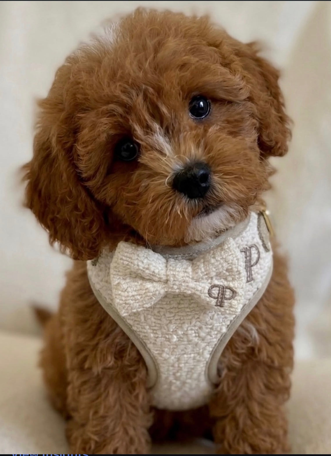 Boucle First Walk Set - Harness, Collar, Lead and Bow Tie