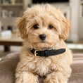 Load image into Gallery viewer, Belgravia Black Vegan Leather Puppy Collar
