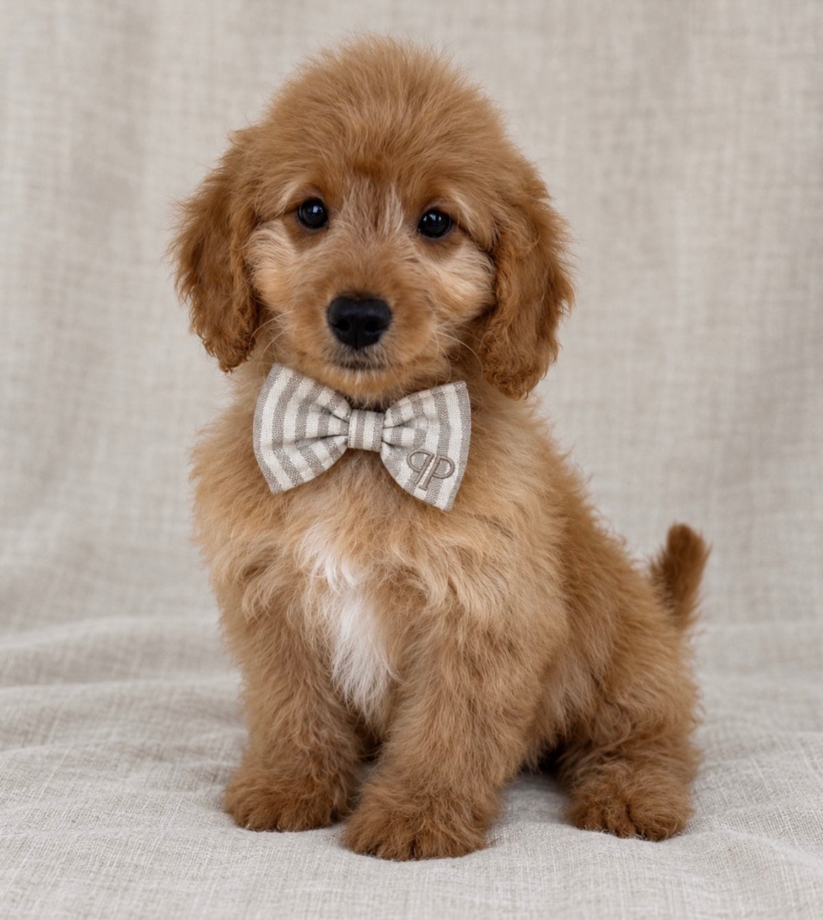 Heritage Stripe Doggy Bowtie - Taupe