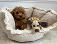 Load image into Gallery viewer, Soft Dog Rope Toy  30cm - Posh Poos
