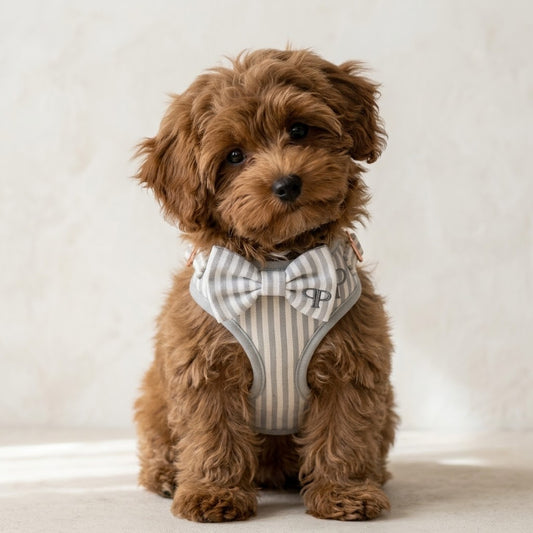 Grey Heritage Stripe First Walk Set - Harness, Collar, Lead and Bow Tie