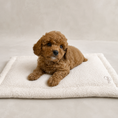 Load image into Gallery viewer, A small red cavapoo curly fur puppy lies on a cream-colored boucle dog crate  mat with a stitched border and a monogram Posh Poos London logo in the corner, set against a neutral beige studio background.
