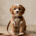 Load image into Gallery viewer, Marlow Linen Puppy Harness - Chestnut
