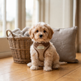 Load image into Gallery viewer, Marlow Linen Puppy Harness - Chestnut
