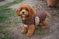Load image into Gallery viewer, Quilted Sherpa-Lined Puppy & Small Dog Coat
