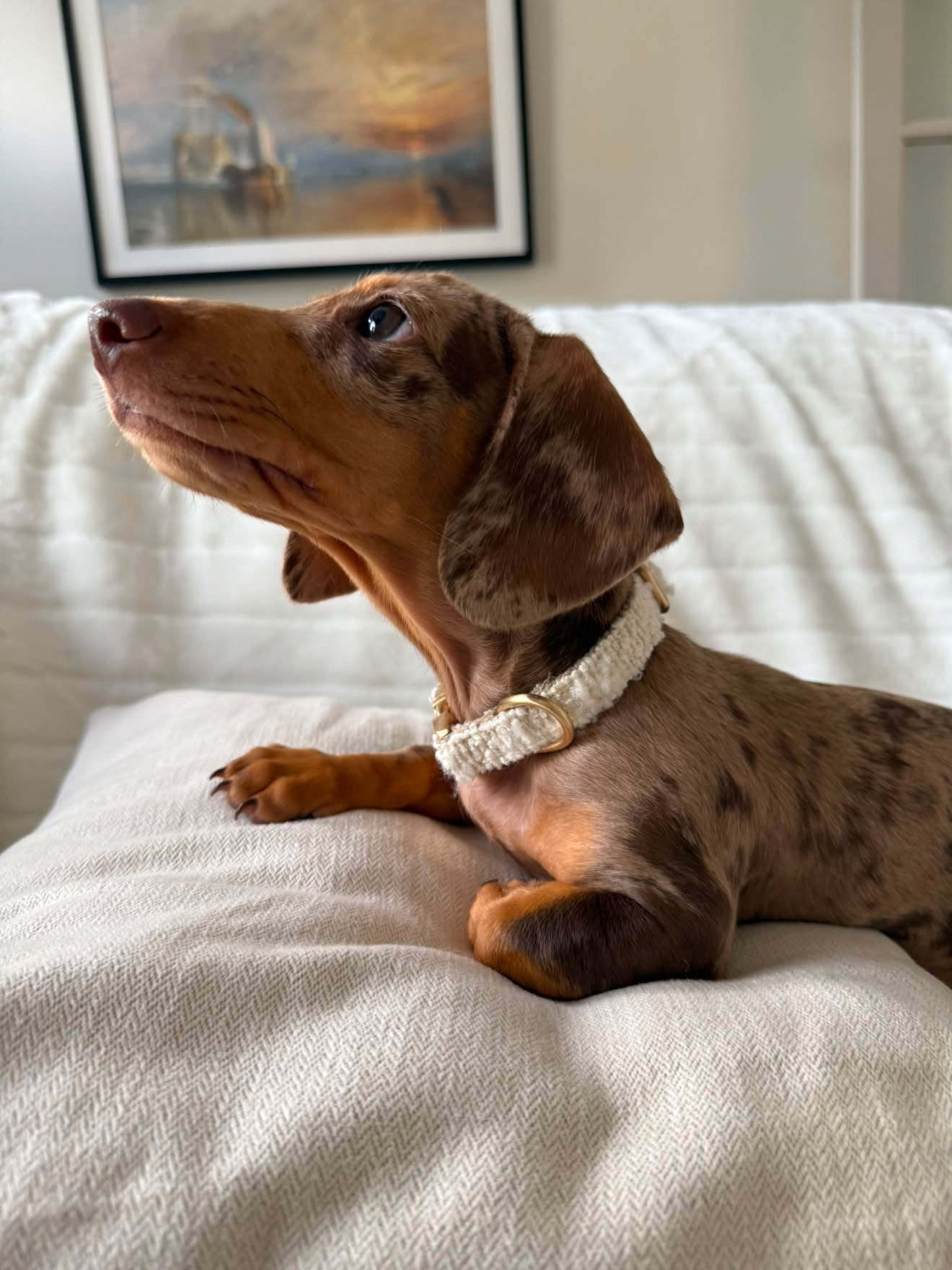 Boucle Puppy Collar - Cream