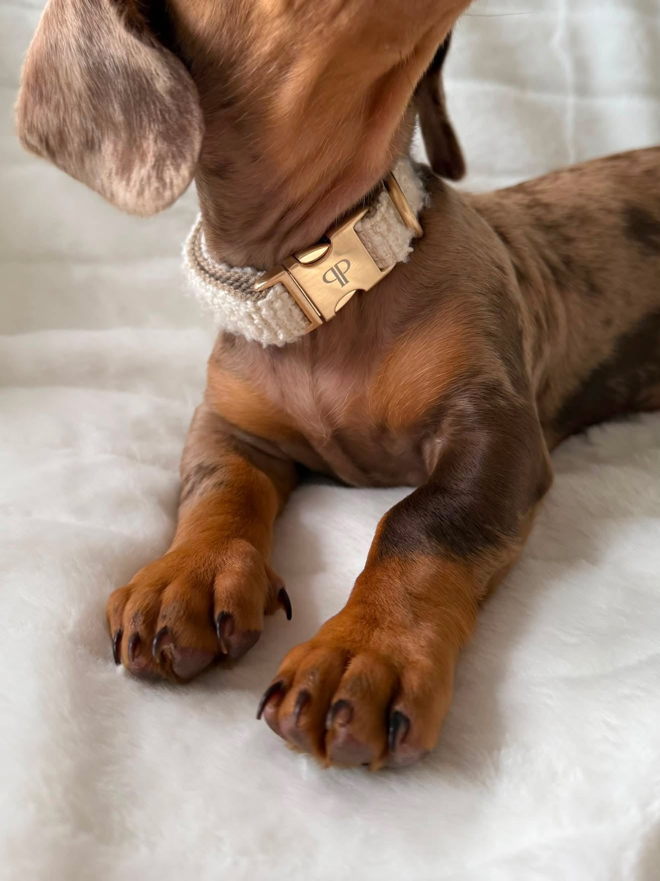 Boucle Puppy Collar - Cream